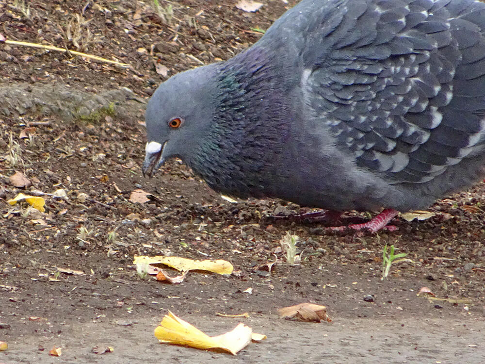 カワラバト　八王子市　2021/12/14