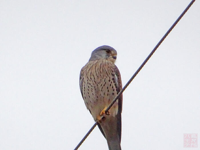 チョウゲンボウ♂　八王子市　2021/12/07　玄関開けたら２分でチョウゲン!!!って感じで自宅近くにいた。