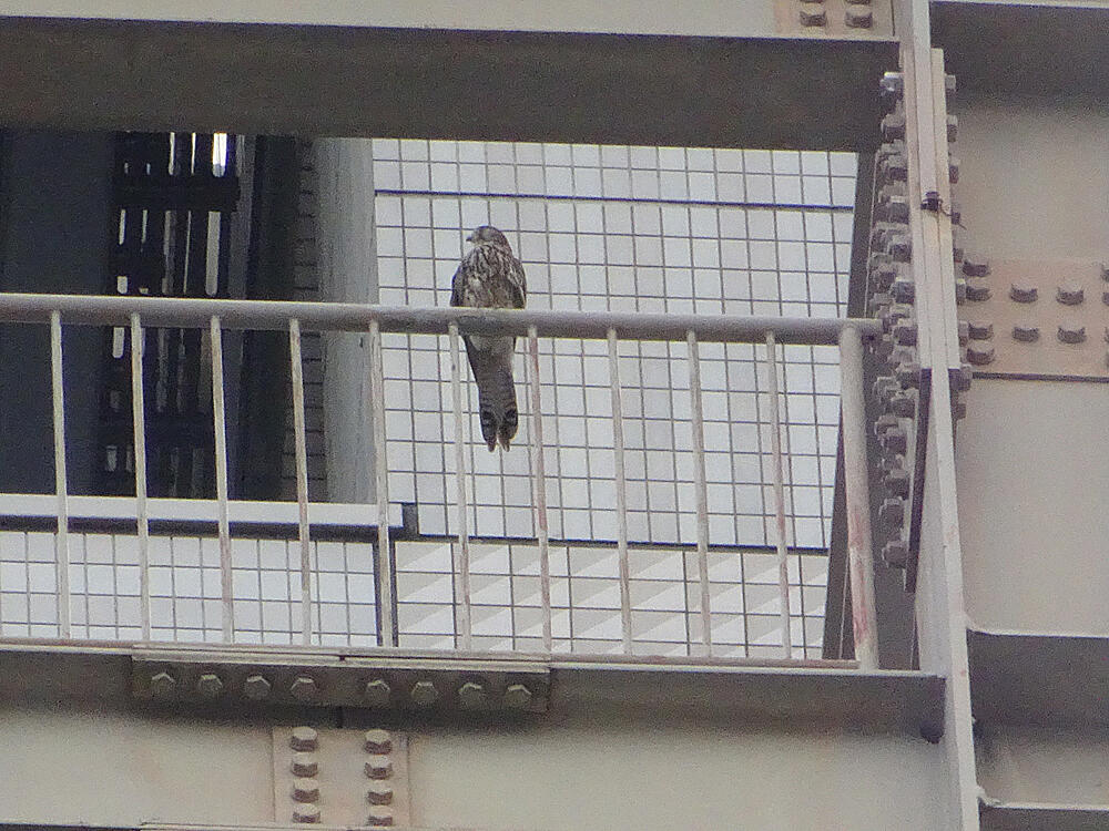 チョウゲンボウ　幼鳥　八王子市　2021/06/25　巣立ち早々らしくあたらこちらへへろへろ飛んで父鳥が必死に読んでもぼーっとしていた。