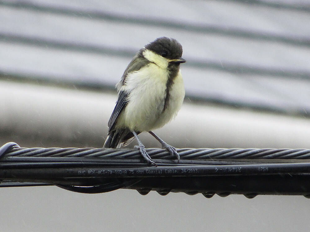 シジュウカラ　幼鳥　八王子市　2021/05/13