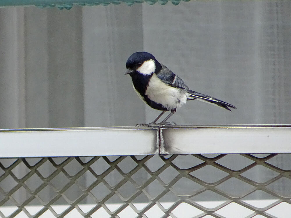 シジュウカラ　父鳥　八王子市　2021/05/13