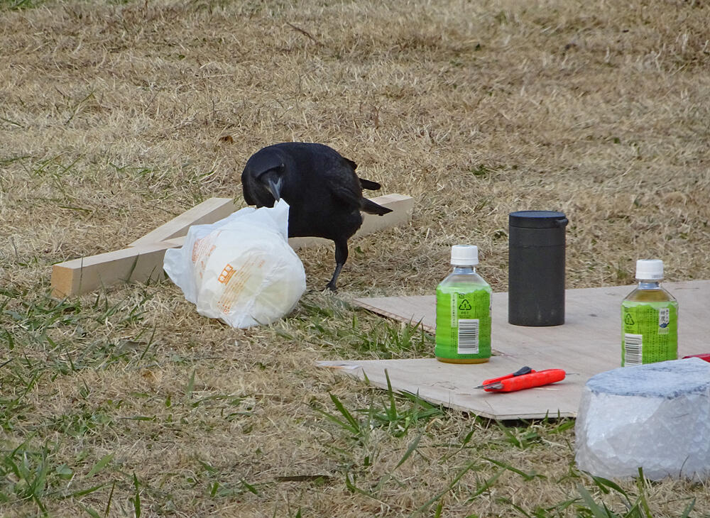 ハシボソカラス　八王子市　2017/12/15　人の食べ物をあさり、サラダをゲットして逃げたが、サラダはお気に召さなかったらしく捨ててた。