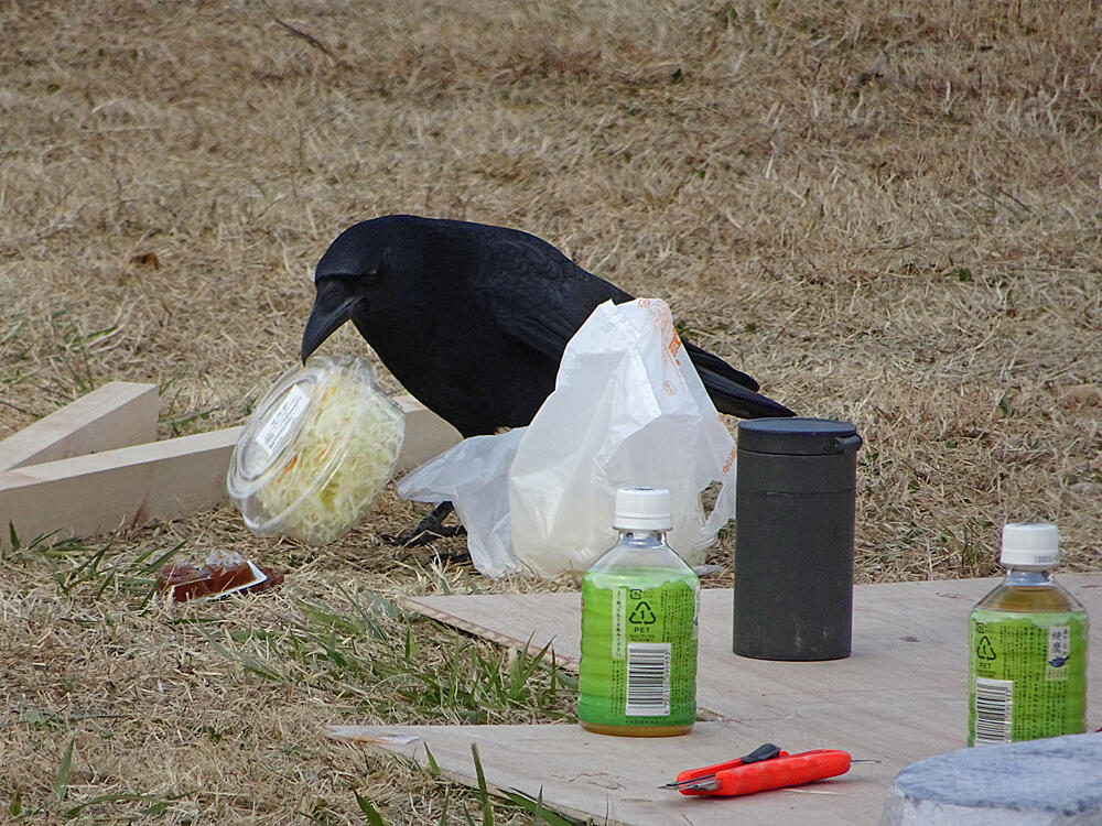 ハシボソカラス　八王子市　2017/12/15　人の食べ物をあさり、サラダをゲットして逃げたが、サラダはお気に召さなかったらしく捨ててた。