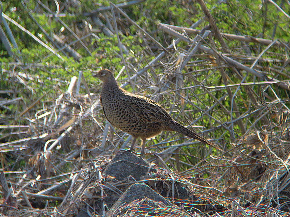 キジ♀　あきる野市　201/04/30