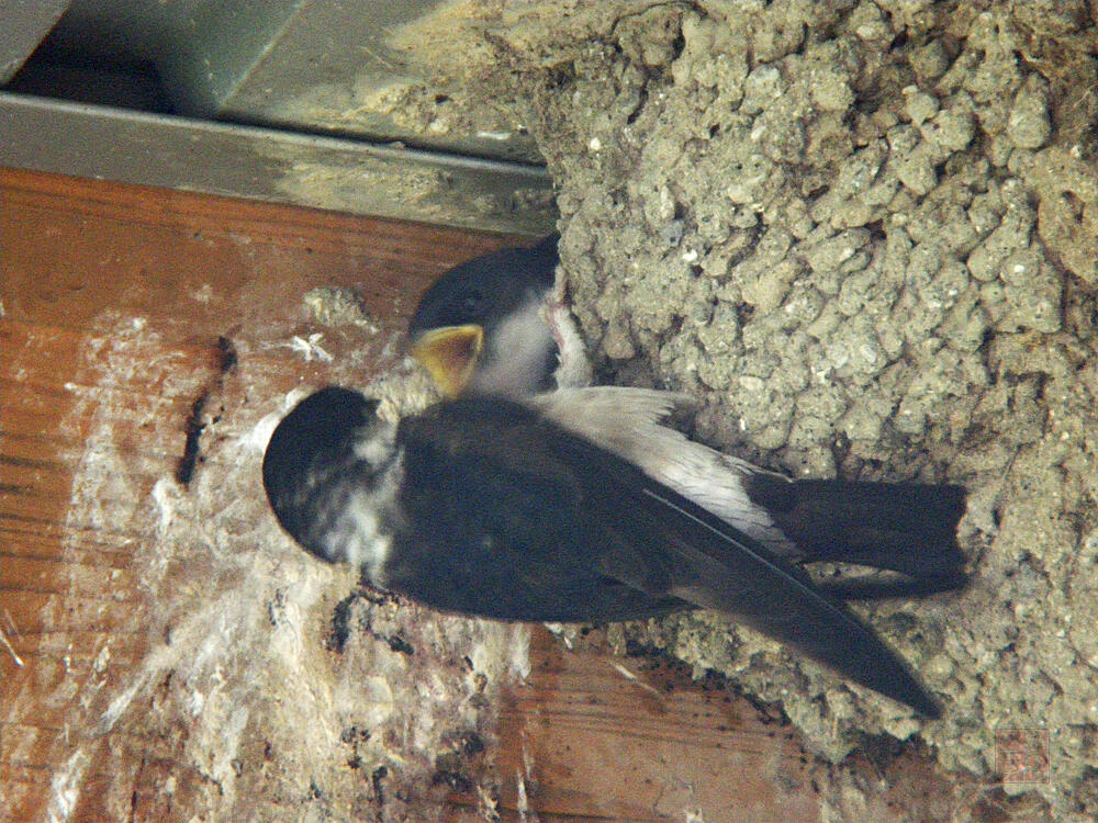 イワツバメ　巣内雛と親鳥　2012/07/21