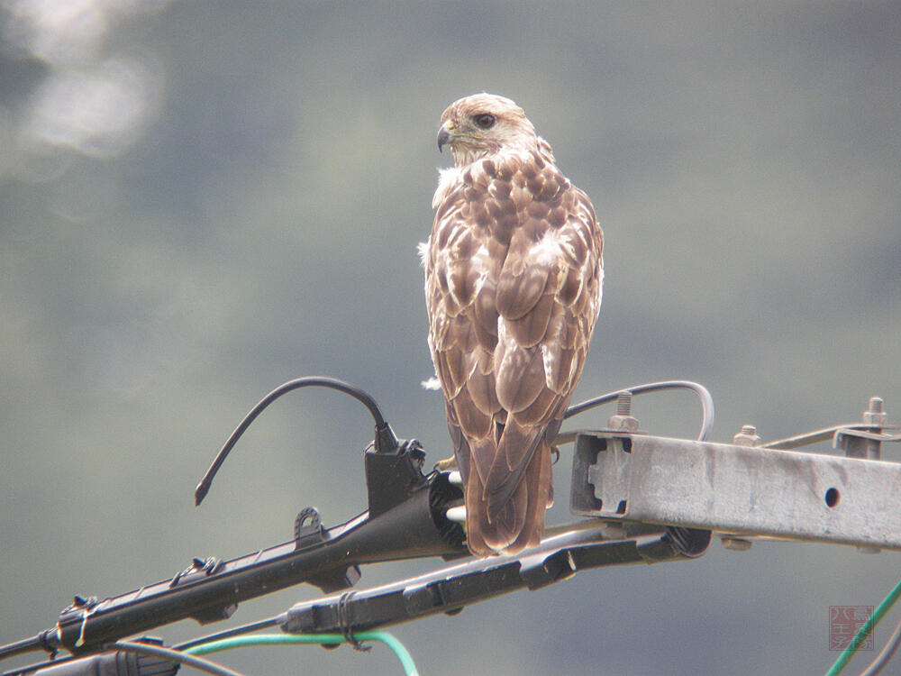 ノスリ　大潟村　2009/08/06