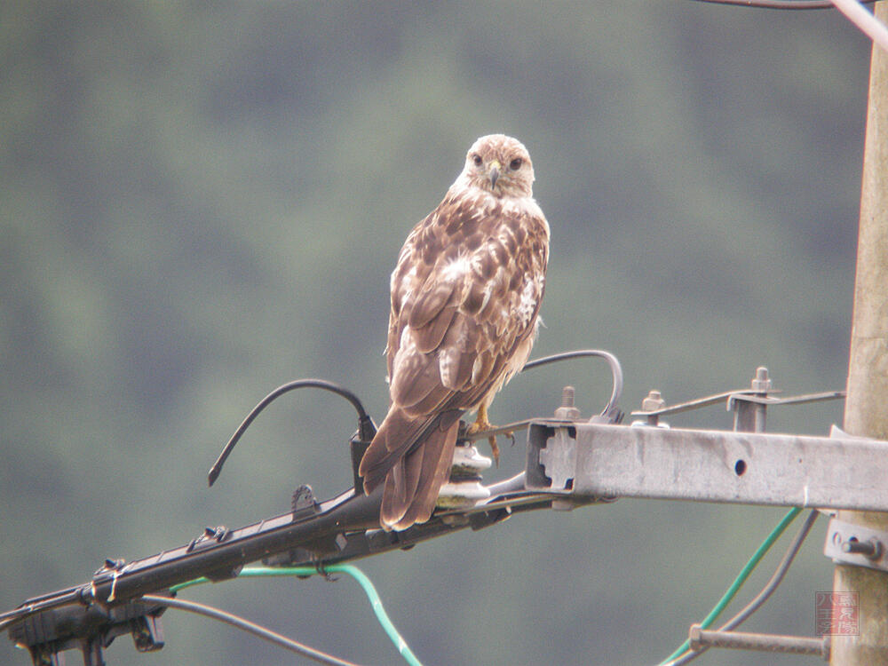 ノスリ　大潟村　2009/08/06