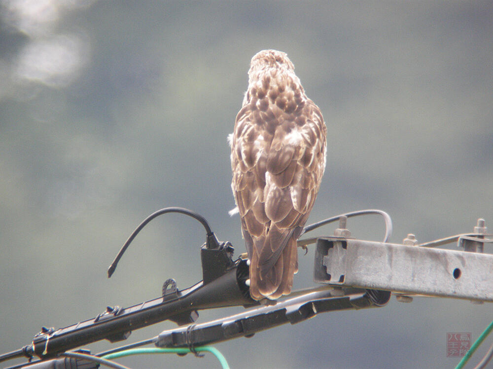 ノスリ　大潟村　2009/08/06