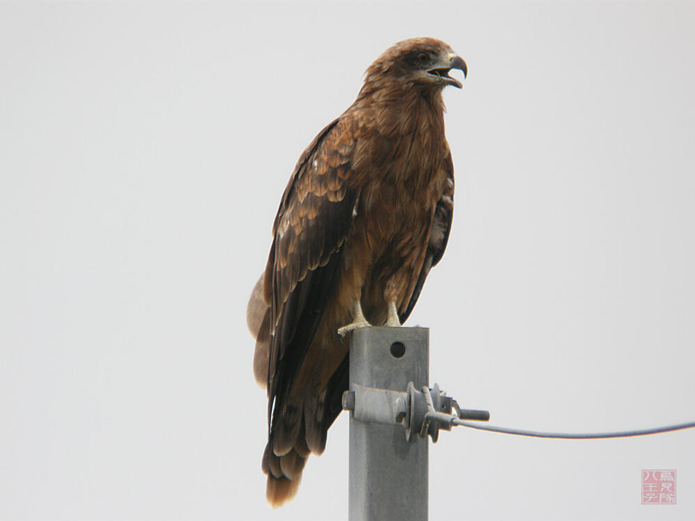 トビ　大潟村　2009/08/06