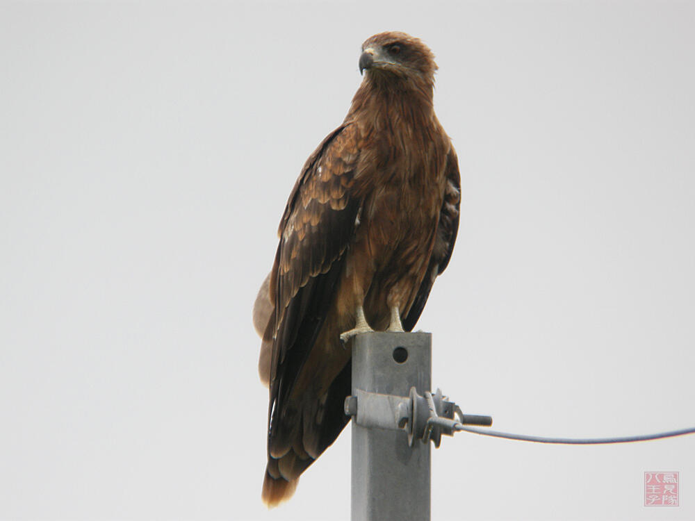 トビ　大潟村　2009/08/06