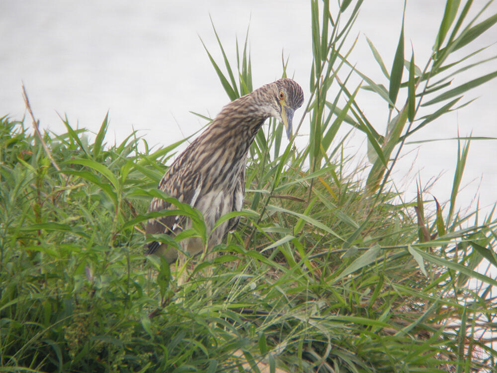 ゴイサギ　幼鳥　大潟村　2009/08/06