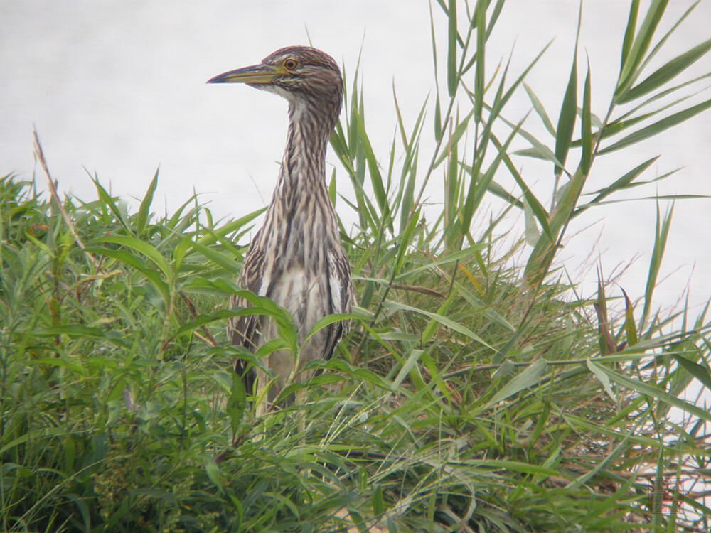 ゴイサギ　幼鳥　大潟村　2009/08/06