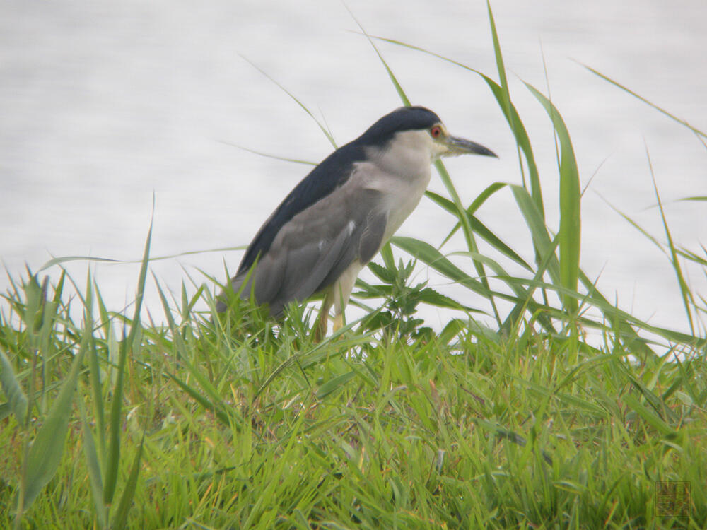 ゴイサギ　成鳥　大潟村　2009/08/06