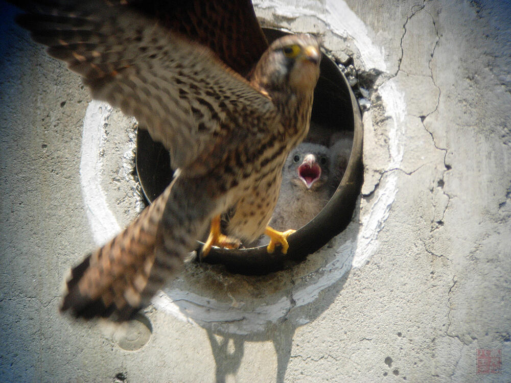 チョウゲンボウ　巣内雛と母鳥　八王子市　2007/05/11