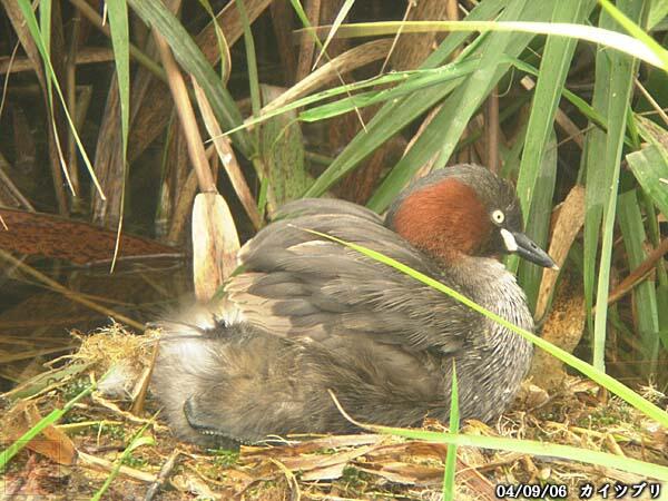 カイツブリ　親鳥　八王子市　2004/09/06