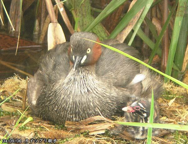 カイツブリ　雛と親鳥　八王子市　2004/09/06