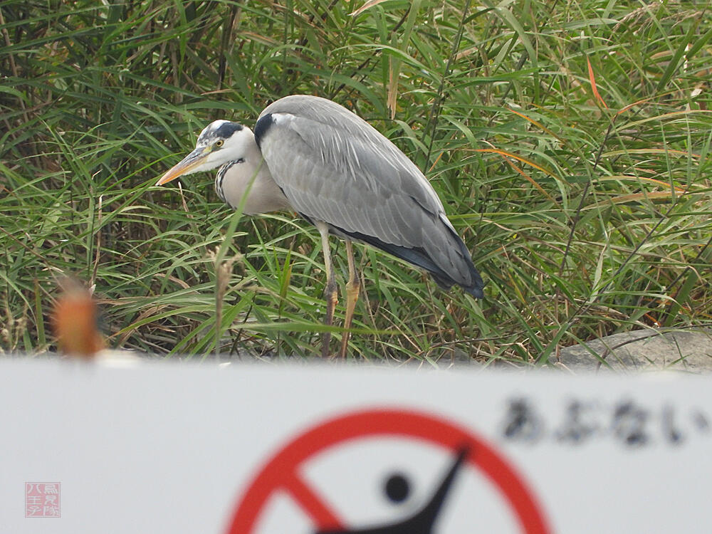 カワセミ♀　昭島市　2023/11/05　後ろ後ろっ