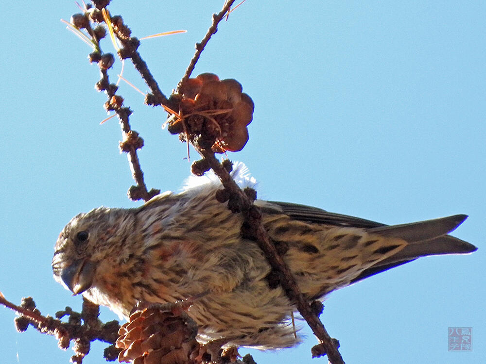 イスカ♂　若鳥　富士河口湖町　2023/11/18