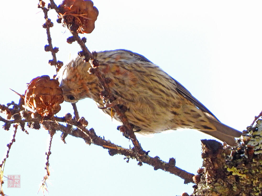 イスカ♂　若鳥　富士河口湖町　2023/11/18