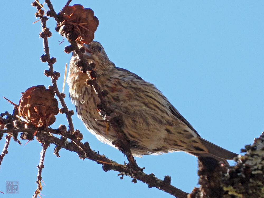 イスカ♂　若鳥　富士河口湖町　2023/11/18