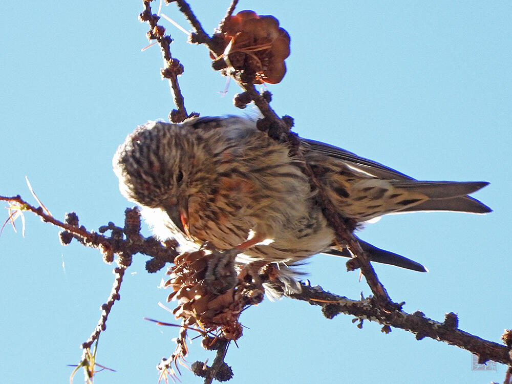 イスカ♂　若鳥　富士河口湖町　2023/11/18