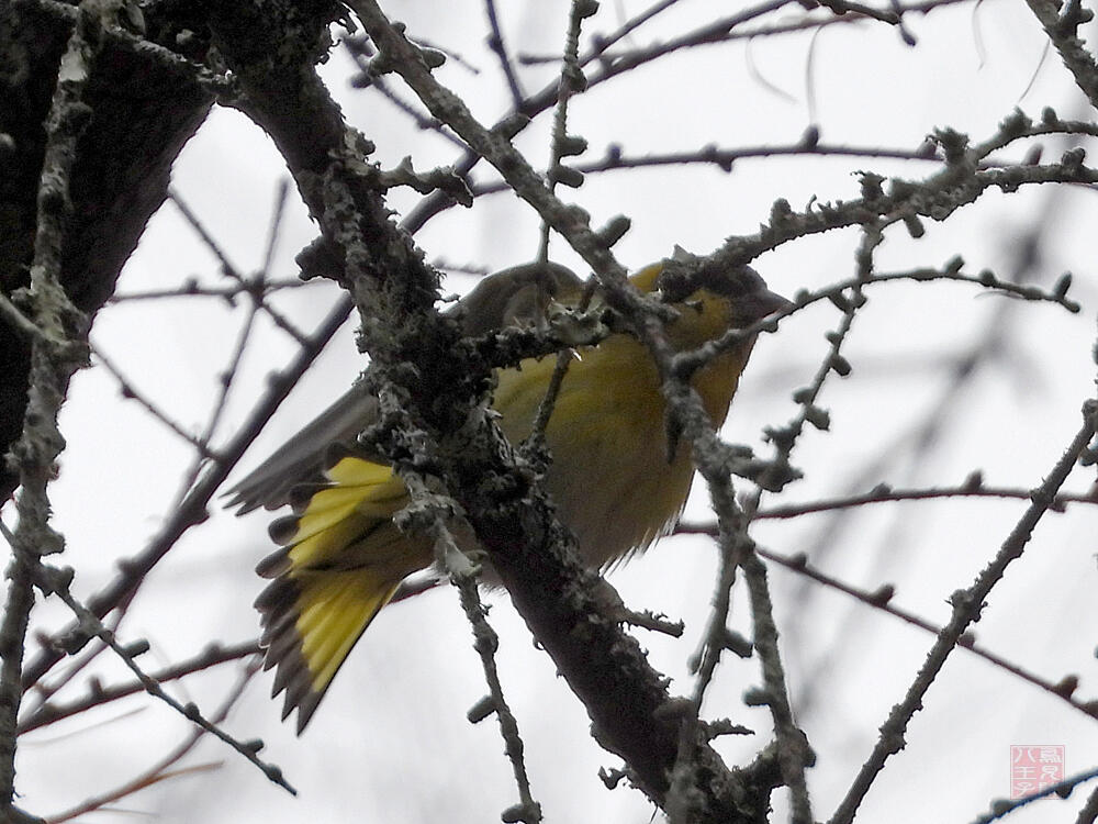 マヒワ♂　富士河口湖町　2023/11/18