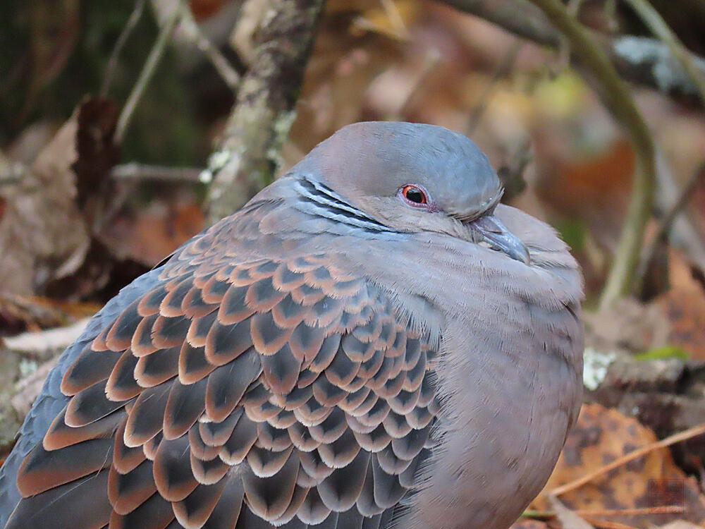 キジバト♂　富士河口湖町　2023/11/18