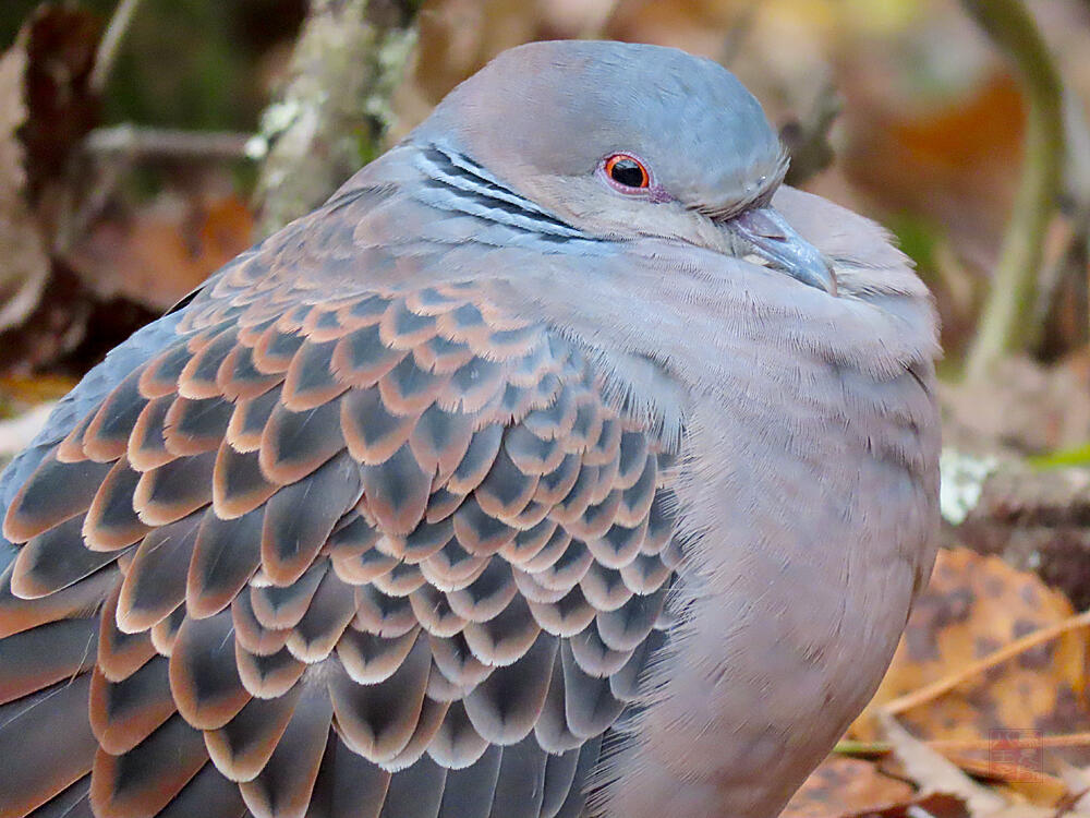 キジバト♂　富士河口湖町　2023/11/18