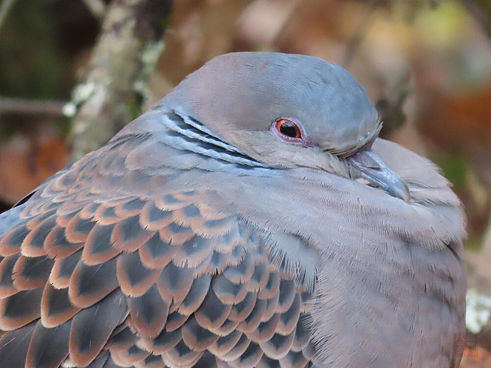 キジバト♂　富士河口湖町　2023/11/18