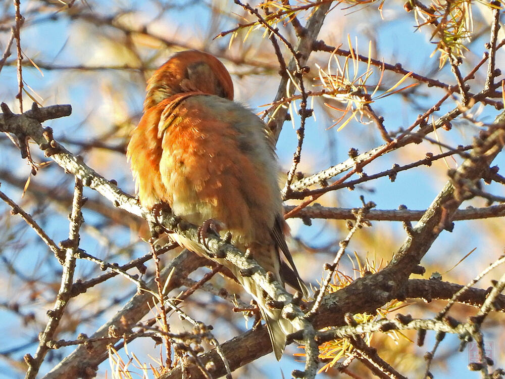 イスカ♂　富士河口湖町　2023/11/18