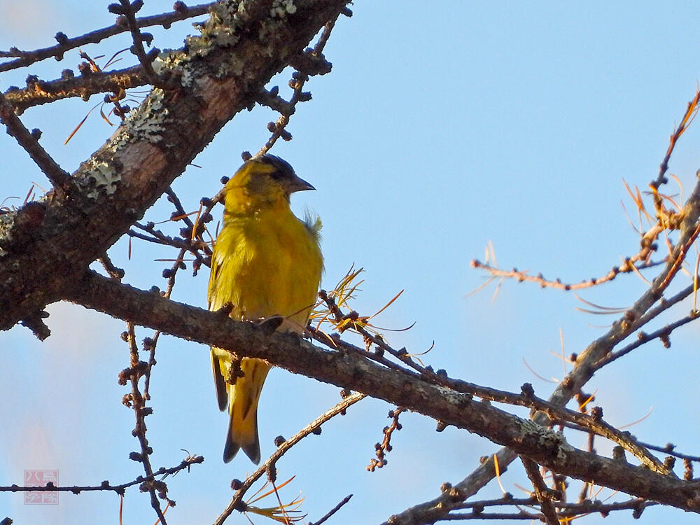 マヒワ♂　富士河口湖町　2023/11/18