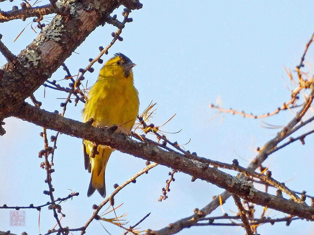 マヒワ♂　富士河口湖町　2023/11/18