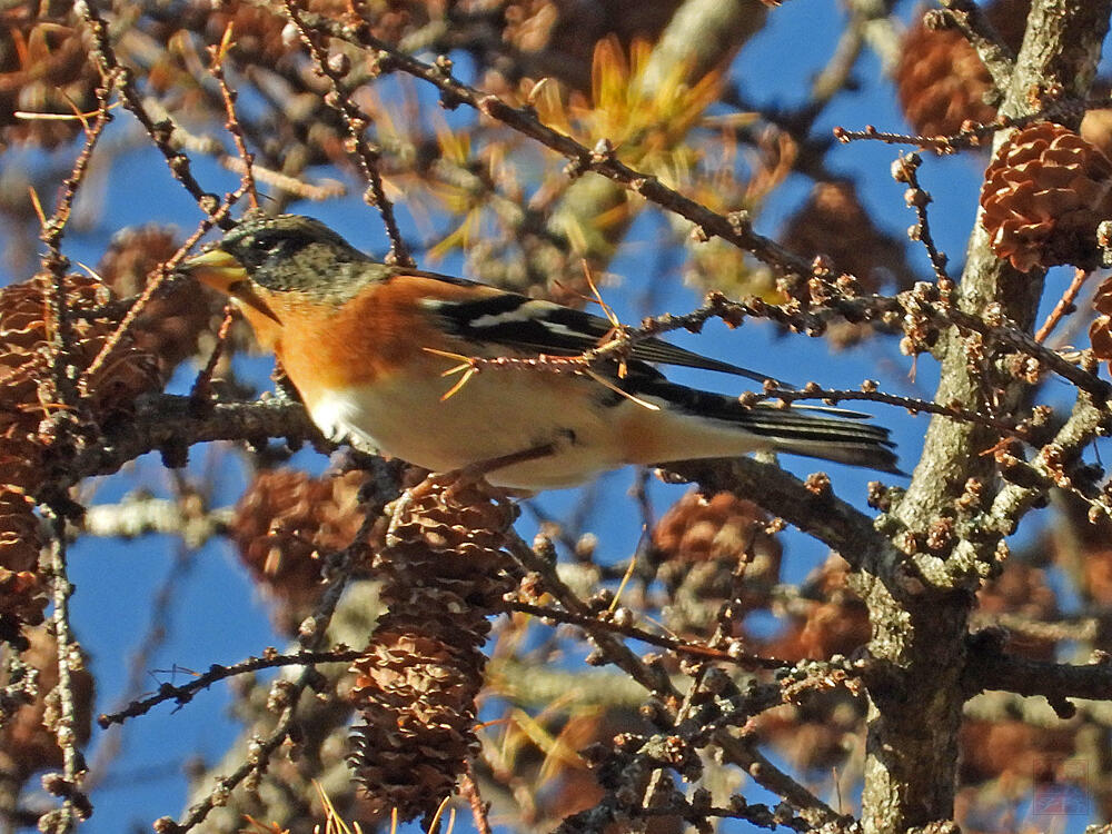 アトリ♂　富士河口湖町　2023/11/18