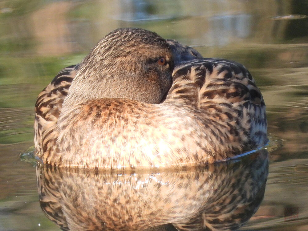 マガモ♀　八王子市　2023/11/19