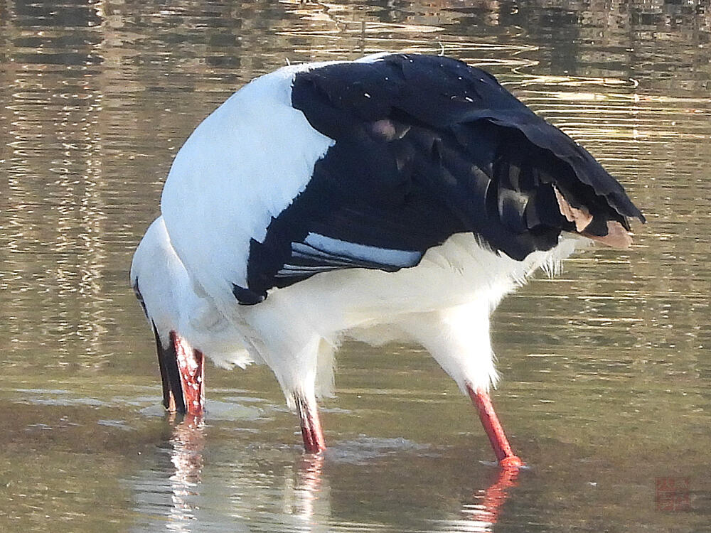 コウノトリ♂　J0329/2020年5月30日小山市生まれ　栃木市渡良瀬遊水地　2023/11/24