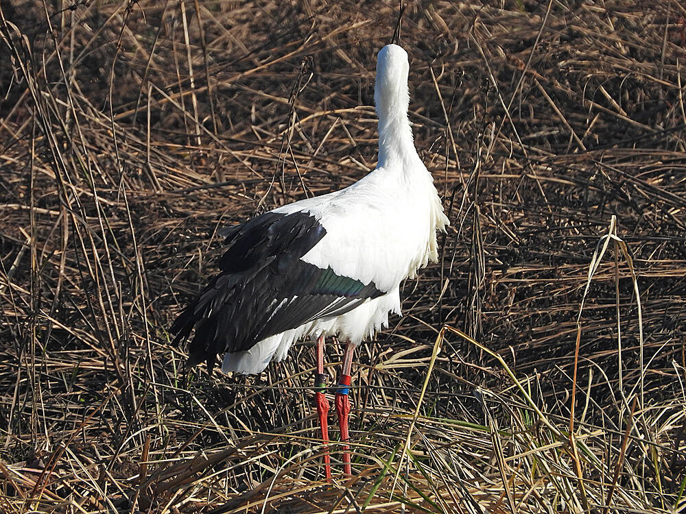 コウノトリ♂　J0329/2020年5月30日小山市生まれ　栃木市渡良瀬遊水地　2023/11/24