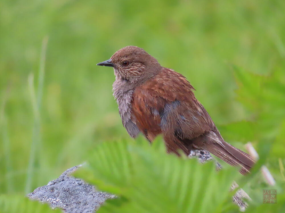 カヤクグリ♂　立山室堂平　2023/08/05　(歌っていたので多分♂)