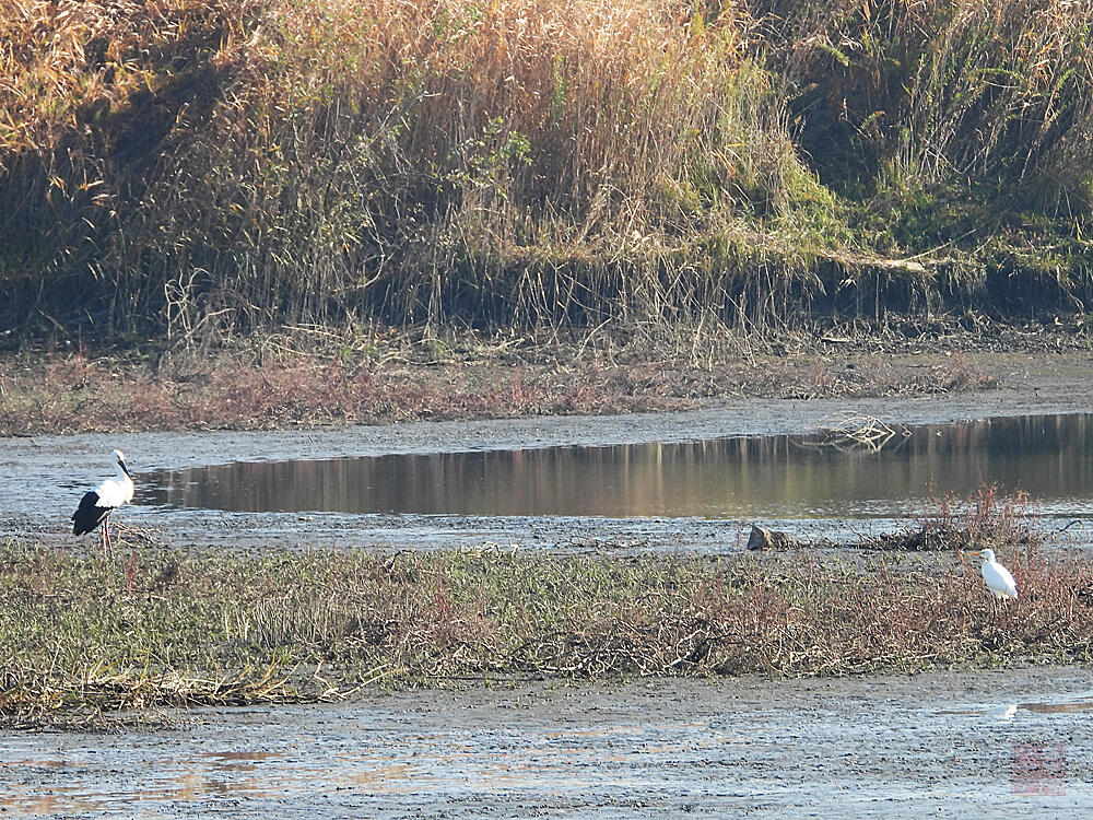 コウノトリ♂　とダイサギ　栃木市渡良瀬遊水地　2023/11/24