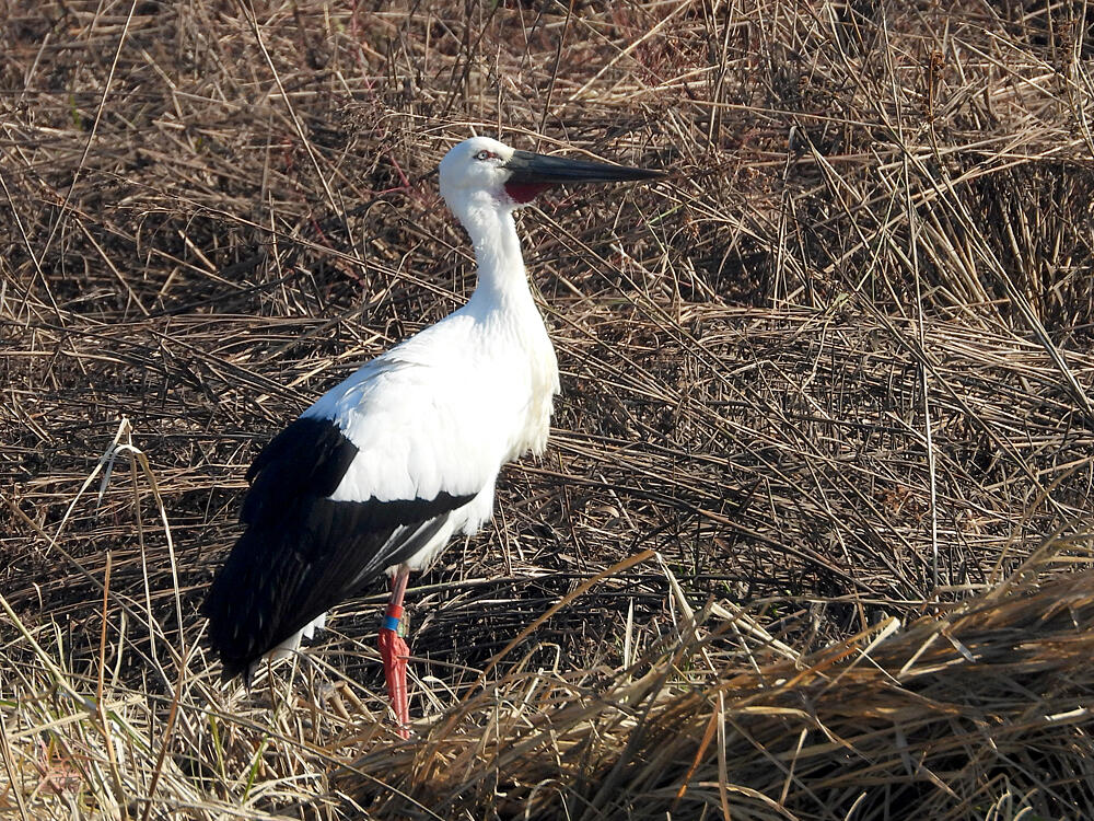 コウノトリ♂　J0329/2020年5月30日小山市生まれ　栃木市渡良瀬遊水地　2023/11/24