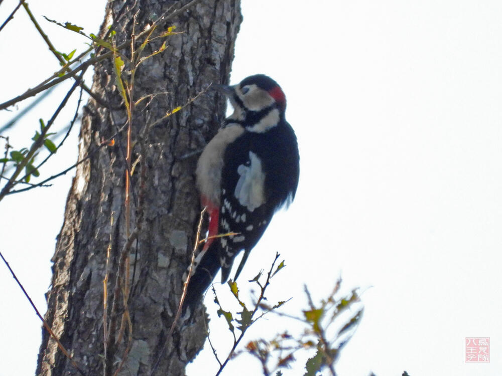 アカゲラ♂　栃木市渡良瀬遊水地　2023/11/24