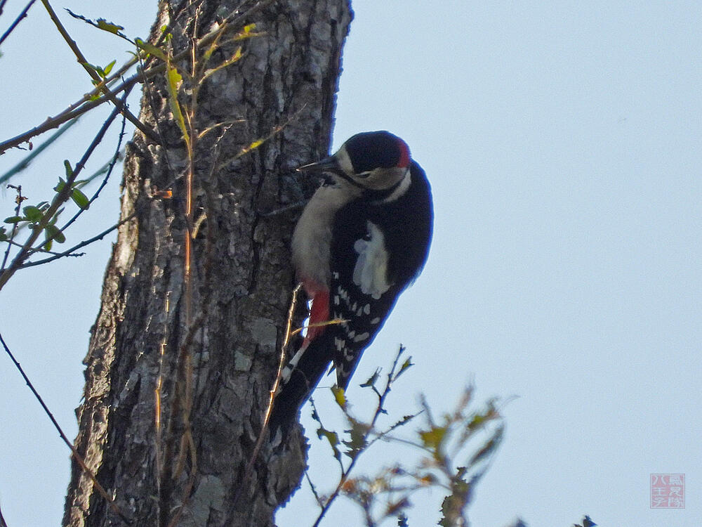 アカゲラ♂　栃木市渡良瀬遊水地　2023/11/24