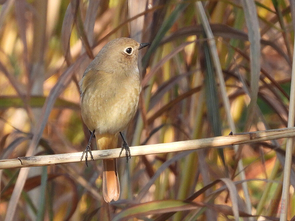 ジョウビタキ♀　栃木市渡良瀬遊水地　2023/11/24