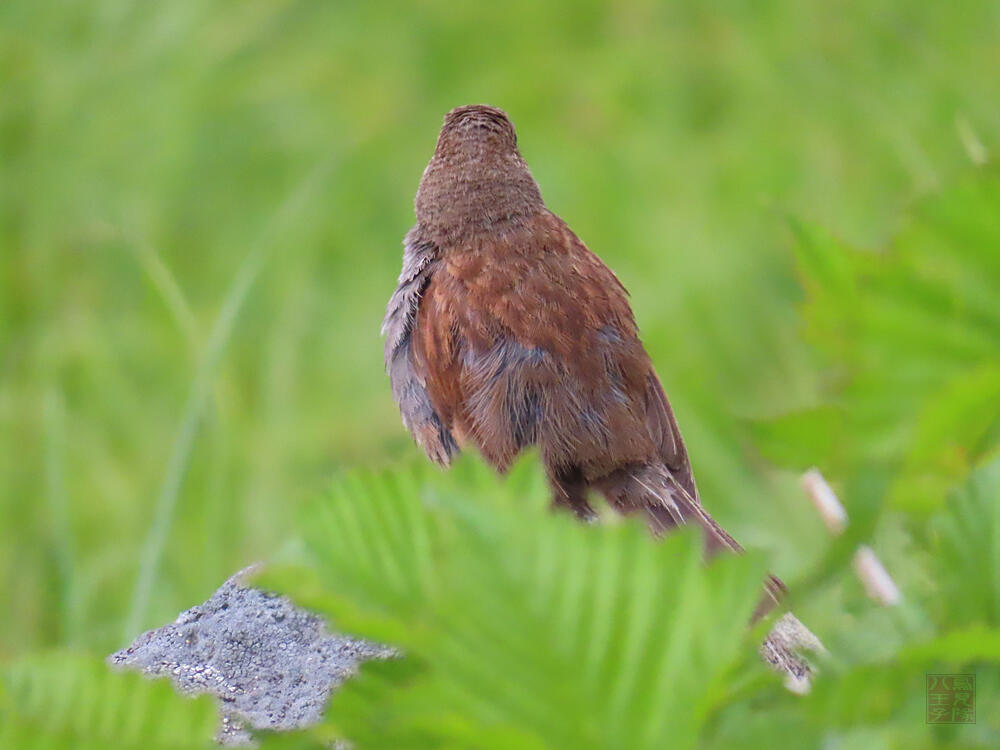 カヤクグリ♂　立山室堂平　2023/08/05　(歌っていたので多分♂)