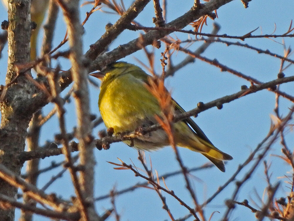 マヒワ♂　富士河口湖町　2023/11/25