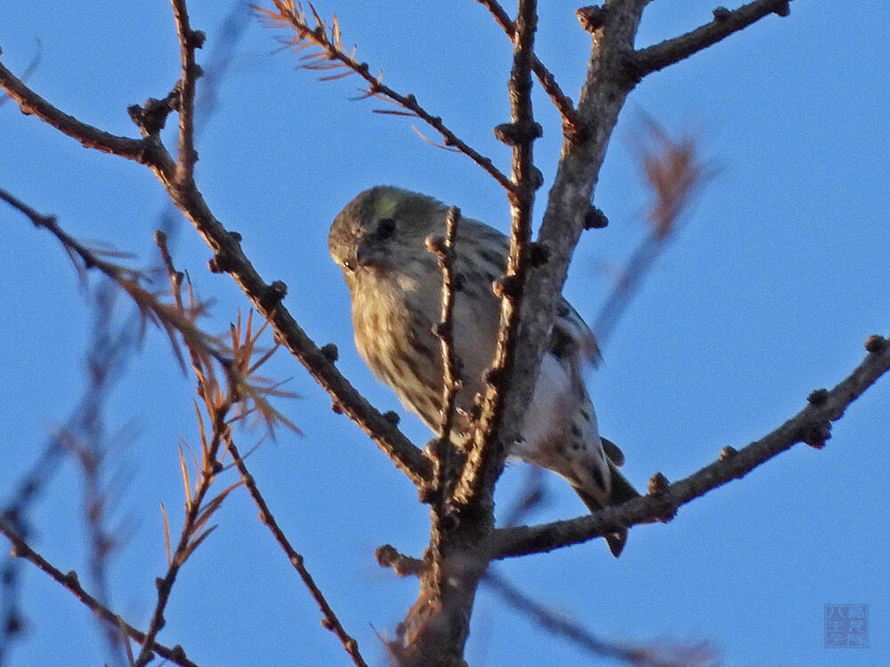 マヒワ♀　富士河口湖町　2023/11/25