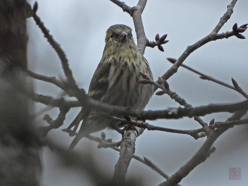 マヒワ♀　富士河口湖町　2023/11/25