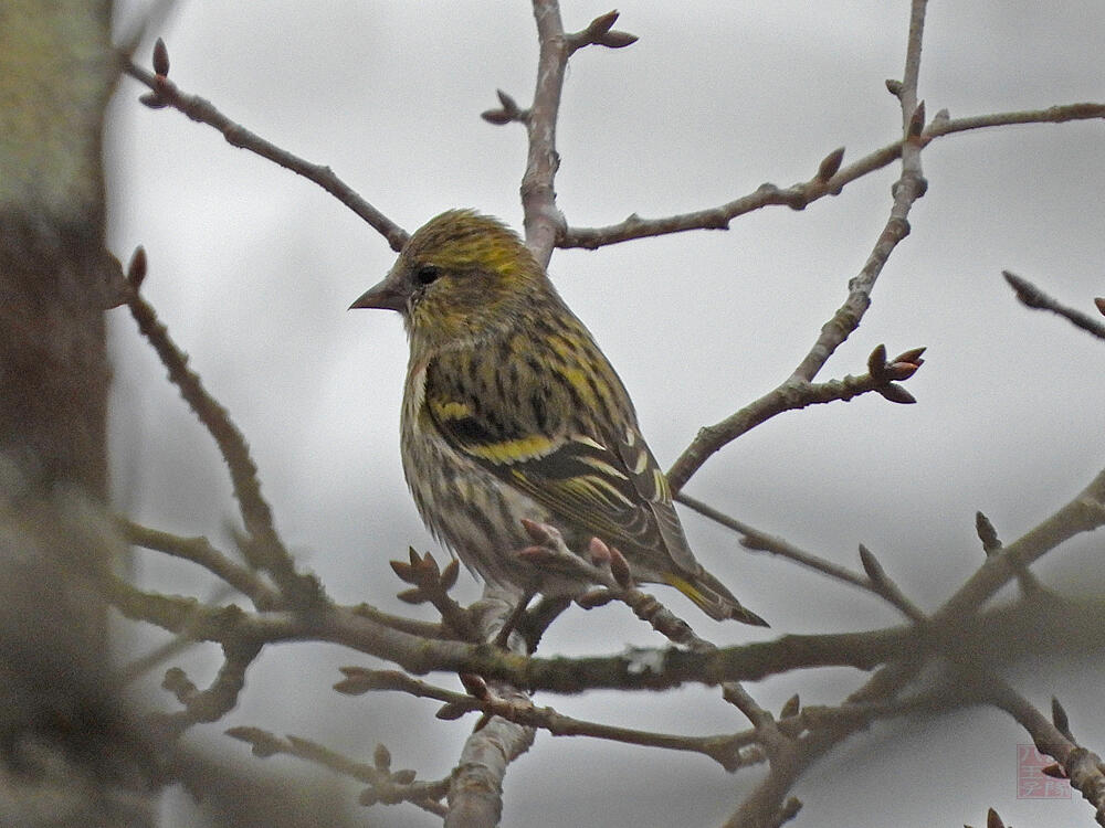 マヒワ♀　富士河口湖町　2023/11/25