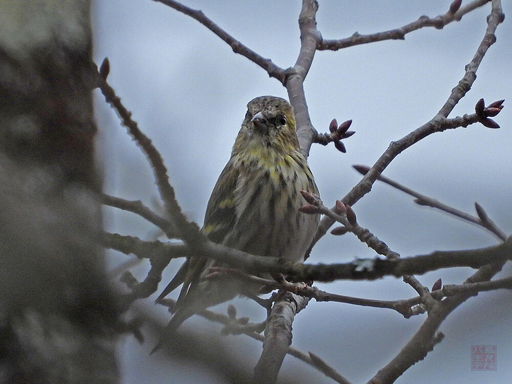 マヒワ♀　富士河口湖町　2023/11/25