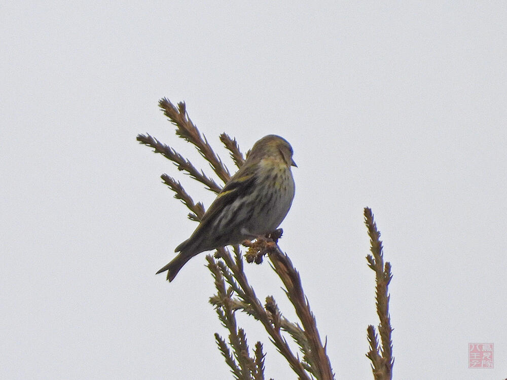 マヒワ♀　富士河口湖町　2023/11/25