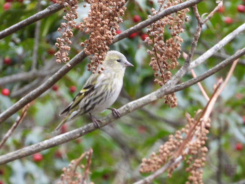 マヒワ♀　富士河口湖町　2023/11/25